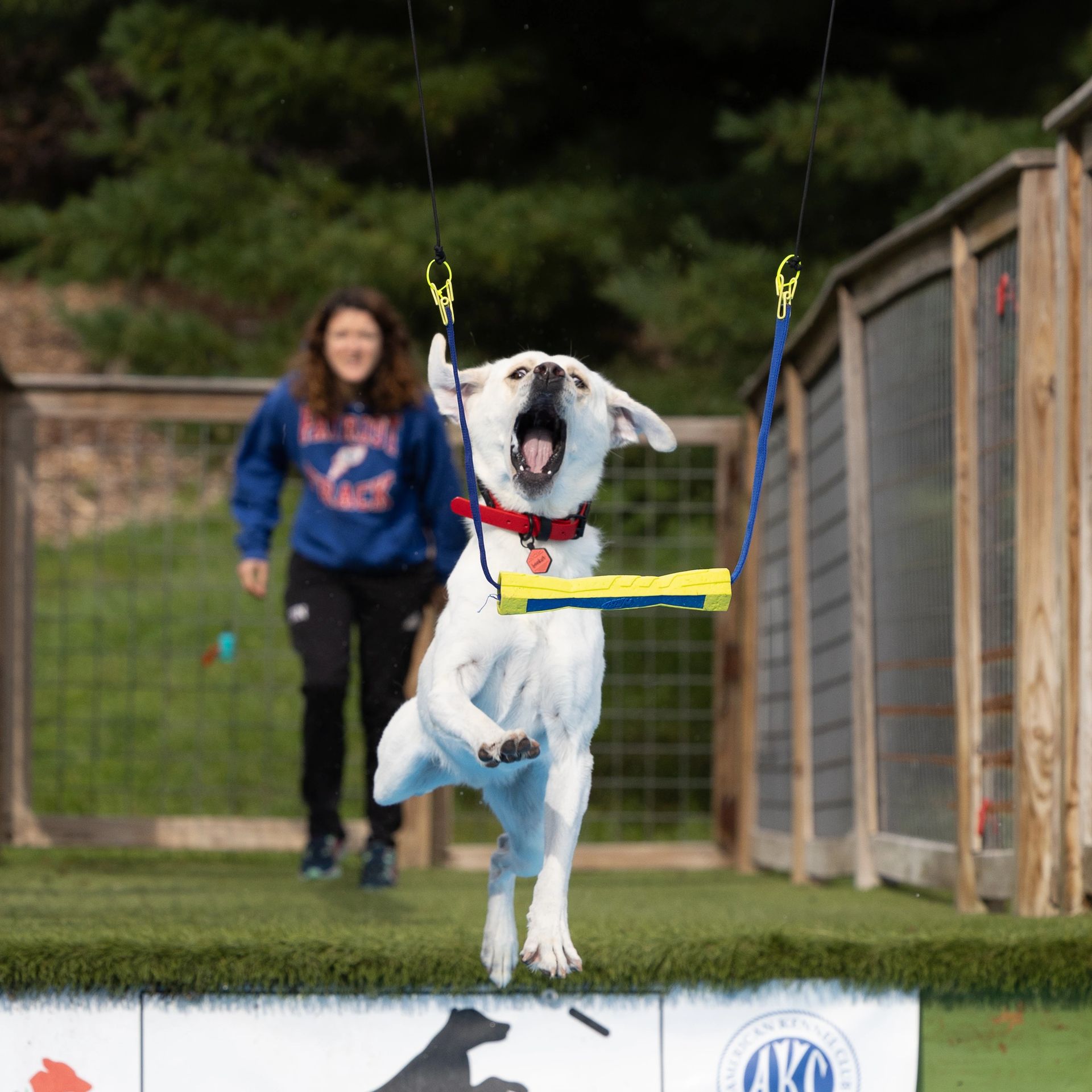 Dock diving action photography at Splash Town Warwick
